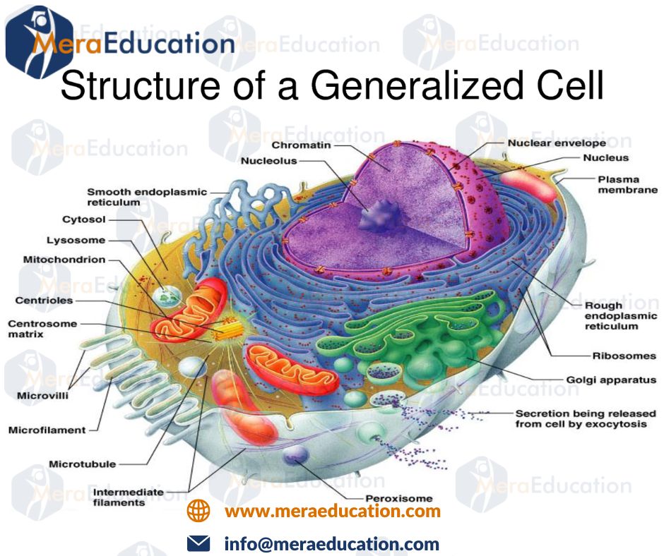 Structure of a Generalized cell